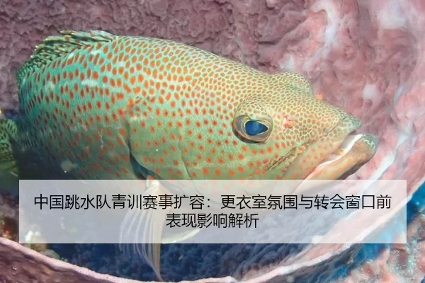 中国跳水队青训赛事扩容：更衣室氛围与转会窗口前表现影响解析 - Kaiyun